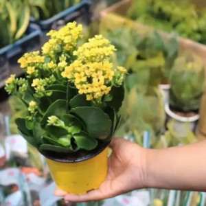 Tìm chị nội trợ nấu ăn dọn dẹp: