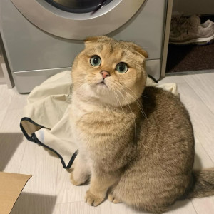 CHUNG CƯ CITY GARDEN BÌNH THẠNH TÌM CÔ GIÚP VIỆC NHÀ