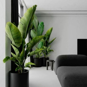 tìm chị chuyên nấu ăn luong cao