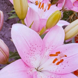 Bận rộn nên em cần tìm chị giúp việc nhà bao ăn ở lại