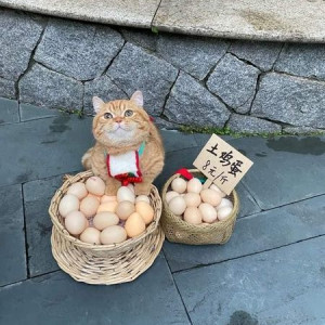 TUYỂN GẤP CHỊ GIÚP VIỆC LÀM ĐI VỀ Ở NHÀ BÈ