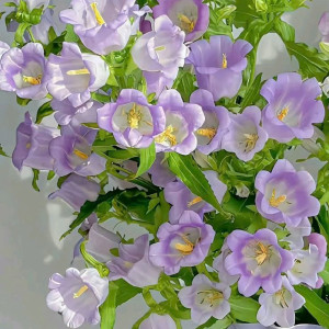 Tuyển giúp việc nhà