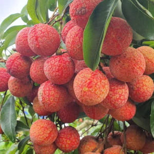 Gia Đình Nhà 2 Lầu Cần Chị Giúp Việc Đến Làm