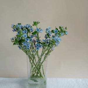 Em cần gấp 1 chị giúp viêc thay cho cô giúp việc cũ về quê nghỉ hưu