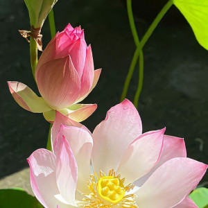 Nhà chung cư cần tìm chị giúp việc nhà lương 10 triệu tại Tân Phú