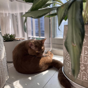 VỢ CHỒNG EM CẦN CÔ CHĂM ÔNG TẠI NHÀ RIÊNG Ở CHUNG CƯ QUẬN 2 LƯƠNG 12 TRIỆU