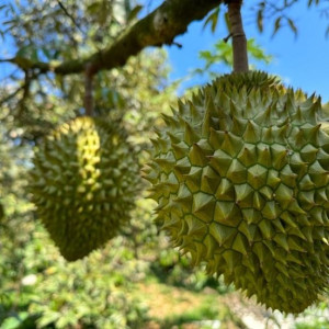 Em cần gấp 2 vợ chồng làm vườn sầu riêng nhỏ ở Bảo Lộc 15 triệu/tháng