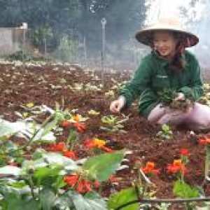 Hiện tại cận Tết vườn hoa em cần tuyển gấp lao động phổ thông