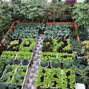 Cần gấp nữ làm vườn trái cây bao ăn ở lại tại Củ Chi