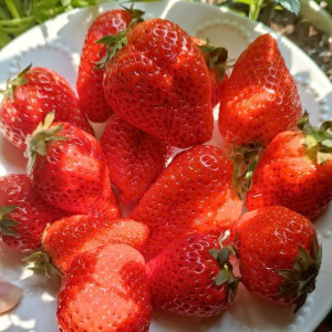 Nhà em có mỗi 2 lầu cần chị đến ở lại được