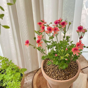 Tìm gấp 1 chị giúp việc nhà cho gia đình tại quận 1