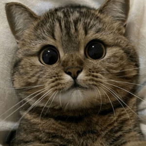 Cần gấp cô chăm bé 9 tháng làm ở Quận 6 lương 9 triệu