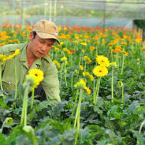 Hiện tại cận Tết vườn hoa em cần tuyển gấp lao động phổ thông