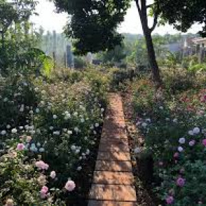 Cần gấp vài cô làm vườn hoa đi về tại Củ Chi