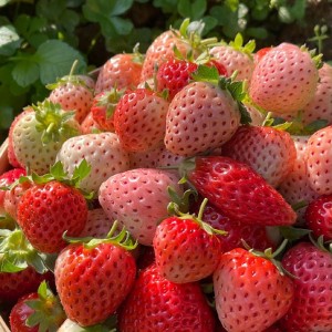 Cần người giúp việc nhà 3 lầu tại quận Tân Phú , nhà chỉ có một thành viên :