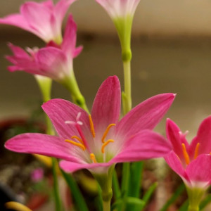 Nhà chung cư quận 2 cần 1 chị giúp việc nhà