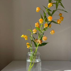 cần chị giúp việc nhà đi làm liền