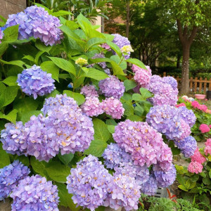 TUYỂN GẤP 20 CÔ GIÚP VIỆC ĐI LÀM LIỀN LƯƠNG 10 TRIỆU / THÁNG : 0978609760