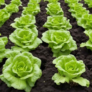 CẦN TUYỂN CÔ LÀM VƯỜN Ở TRẢNG BOM – ĐỒNG NAI