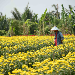 Cần 6 người làm vườn trồng hoa bán Tết ở Củ Chi 8 triệu/tháng nghỉ chủ nhật