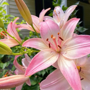 Ông Năm Nay Trên 90 Tuổi Cần Chị Chăm Sóc