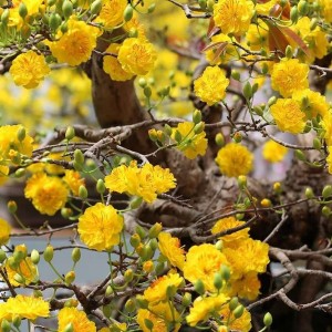 HOTLINE CÔ GIÚP VIỆC NGÀY TẾT: 0906906537 ( Em Tâm )