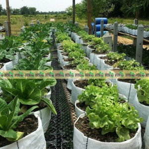 Tuyển Gấp!!! Cặp Vợ Chồng Làm Rẫy Ở Bình Phước