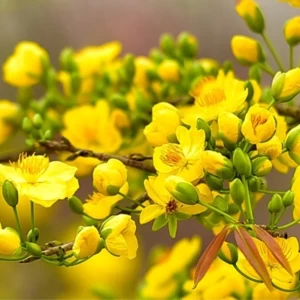 DỊCH VỤ GIÚP VIỆC NGÀY TẾT : 0906906537 (GẶP TÂM )