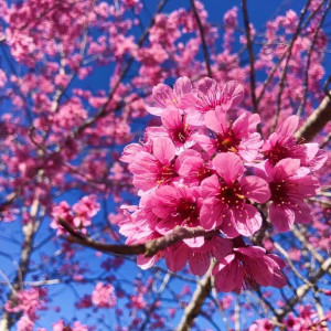 Vườn hoa Tết Củ Chi cần người làm vườn lương 8 triệu