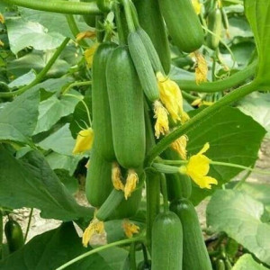 Tìm Chị Giúp Việc Nhà Cho Ba Mẹ Em Ở Quận 7.