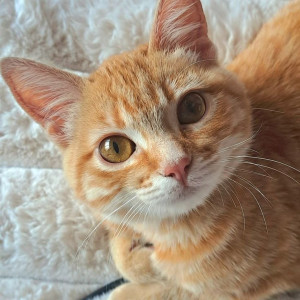 TUYỂN CÔ GIÚP VIỆC NHÀ Ở LẠI QUẬN 8, LƯƠNG 10 TRIỆU