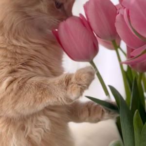 Con cần gấp cô biết chạy xe máy làm việc nhà 3 lầu diện tích nhỏ ở Tân Phú