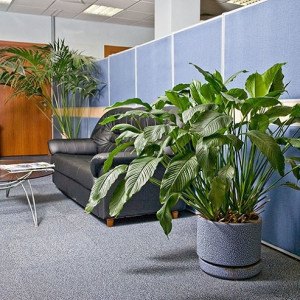 Tuyển nam chăm sóc cây cảnh tại văn phòng Thủ Đức lương 8 triệu🌳