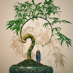 Tuyển Gấp Anh làm vườn quận 12 lương 10 triệu bao ăn ở hoặc đi về