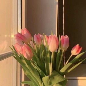 Em Đang Muốn Tìm Chị Chăm Sóc Ông Đi Lại Yếu